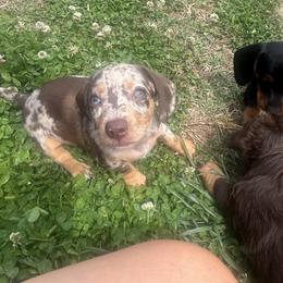 Dachshund Puppies from Dapper Doxies