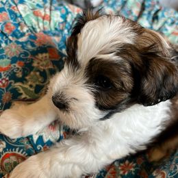 Pyra - Fawn sable Havana Silk Dog puppy in Marlboro, Vermont from Maplewood Silks