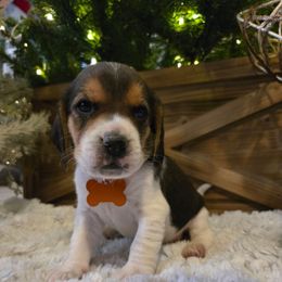 Star - Black white and tan female Beagle puppy in Bethany, Missouri from Fox Creek Beagles