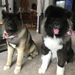 Akita All Grown Up from Ursa Major Akitas