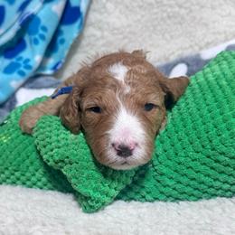 Butterscotch - Red  male Goldendoodle puppy in Carmichaels, Pennsylvania from JensenBelle Doodles