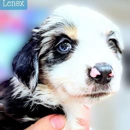 Lenox - Blue merle male Miniature Australian Shepherd puppy in Punta Gorda, Florida from Christie's Creekside Aussies