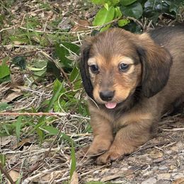 Dachshunds from Mustard Seed Kennel