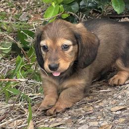 Dachshunds from Mustard Seed Kennel