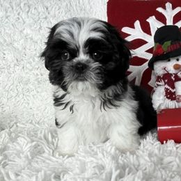 AKC Commet - Black and white male Shih Tzu puppy in Greenville, South Carolina from Babyface Shih Tzu