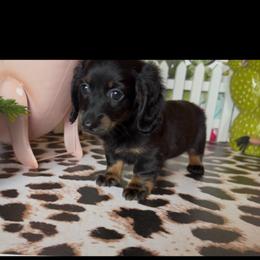 Velvet - Black and tan female Dachshund puppy in Floresville, Texas from Muddy River Dachshunds