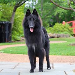 Occam - Belgian Sheepdog