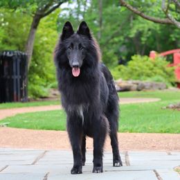 Occam - Belgian Sheepdog