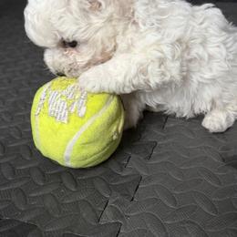 Bichon Frise Puppies from Amori's Royal Bichons