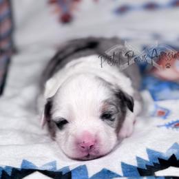 Pookie - Blue merle female Toy Australian Shepherd puppy in Liberty Hill, Texas from Pistol Paws Aussies