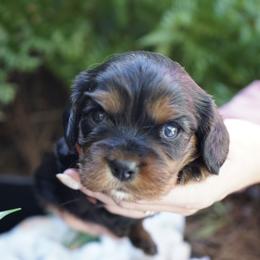 Pasha - Black and tan female Cavalier King Charles Spaniel puppy in Lula, Georgia from Cavaliers by Crumley