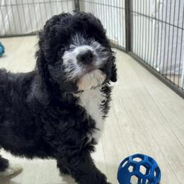 Mr Green - Black and white male Springerdoodle puppy in Kendall, New York from Family Raised Doodles