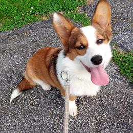 Assorted Doodle Crosses and Pembroke Welsh Corgis from Pure Pembroke