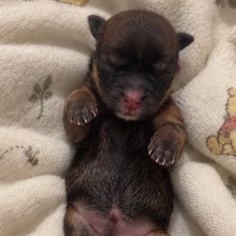 Winnie - Chocolate, tan and white female Yorkshire Terrier puppy in West Fargo, North Dakota from A Yorkie Tale | Toy Poodles