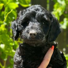 MAHOMES - Black Goldendoodle puppy in Atascadero, California from Daring to Dream Doodles