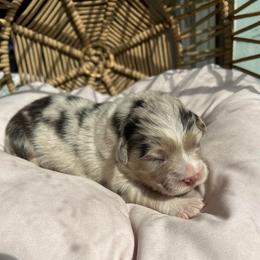 Sally - Blue merle female Australian Shepherd puppy in Grants Pass, Oregon from Carmel Mountain Aussies