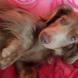 Dachshunds from Lilac City Doxies