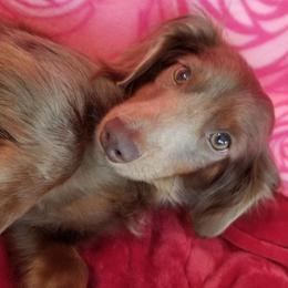 Dachshunds from Lilac City Doxies