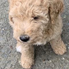 Double Doodle Puppies from Riverside Doodles in Seattle