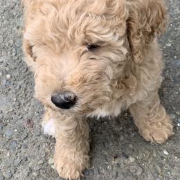 Double Doodle Puppies from Riverside Doodles in Seattle