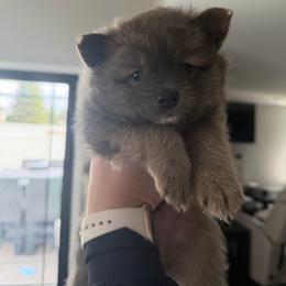Boy1 - Wolf sable male Pomeranian puppy in Cheektowaga, New York from Buffalo Pomeranians 716