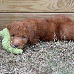 Purple - Red  female Goldendoodle puppy in Spring, Texas from The Doodle Den