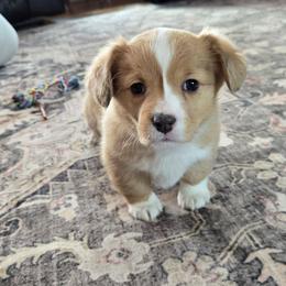 Lizzy - Red female Companion Cross puppy in Americus, Kansas from Kandi's Pups