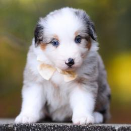 Regina - Blue merle female Australian Shepherd puppy in Georgetown, Texas from River Reign Australian Shepherds