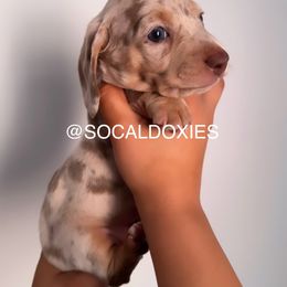 Dachshund Puppies from Socaldoxies
