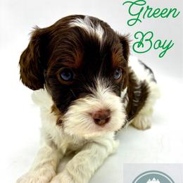 Green Boy - Tri-color male Cavapoo puppy in Travelers Rest, South Carolina from Bailey Mountain Doodles