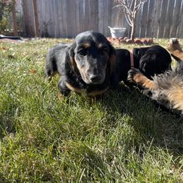 Cavalier King Charles Spaniel and Dachshund Puppies from Cavalier Companions CO.