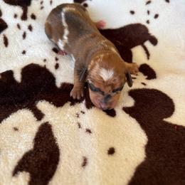 Hashbrown - Dapple male Dachshund puppy in Opelika, Alabama from Dachshund Darlins