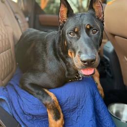 Voila - Beauceron