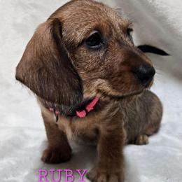 Ruby - Red female Dachshund puppy in Blair, Oklahoma from North Fork Doxies-Okla