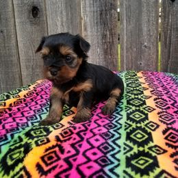 Yorkshire Terrier Puppies from The Yorkie Empire