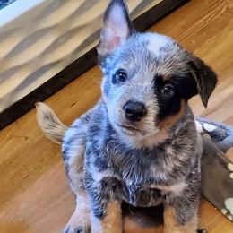 Half mask with eye liner - Blue speckled male Australian Cattle Dog puppy in Lenoir, North Carolina from Blue Coyote Ranch