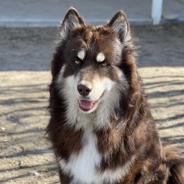 Khepri - Siberian Husky