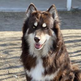 Khepri - Siberian Husky
