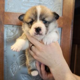Valerie - Red female Pembroke Welsh Corgi puppy in Coleman, Michigan from Salt Creek Farm Dogs
