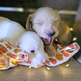 Willie Nelson - Cream male Dachshund puppy in Mayport, Pennsylvania from Debbie's Dachshunds