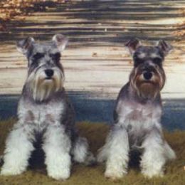 Miniature Schnauzers from Josie Peck