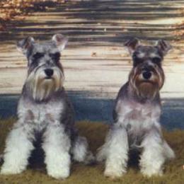 Miniature Schnauzers from Josie Peck