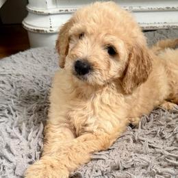 Sunny - Cream male Goldendoodle puppy in Pensacola, Florida from Goldendoodles Love You in Pensacola Friend Edition