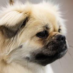 Maxine - Tibetan Spaniel