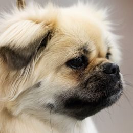 Maxine - Tibetan Spaniel