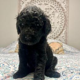 Reina - Black female Goldendoodle puppy in Macclenny, Florida from Davis's Doodles