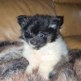 Hunnibunnies Roxy - Tri-colored female Pomeranian puppy in Cleveland, Ohio from Hunnibunnies