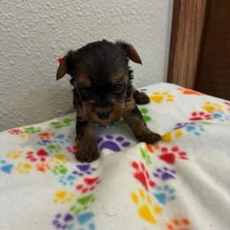 Rosie - Tri-color female Yorkipoo puppy in Brookings, South Dakota from Hofer Pups