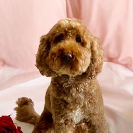 Ali - Goldendoodle