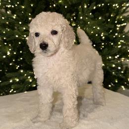 Ryder - White male Poodle puppy in Roseville, California from Aura & Luxe Poodles